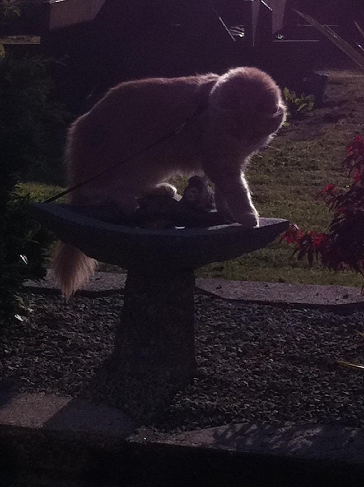 Blanding af racer Tiger (på engelsk) :) - Så hyggeligt, at lege med fuglenes vandbad  billede 6