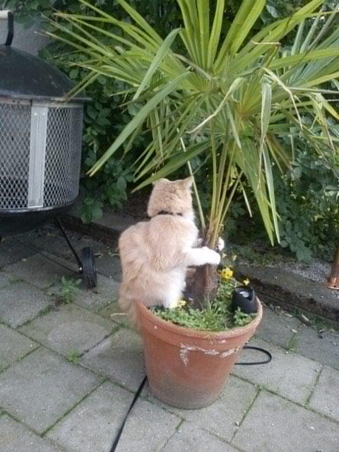 Blanding af racer Tiger (på engelsk) :) - Dejligt kradsetræ billede 7