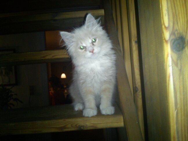 Blanding af racer Tiger (på engelsk) :) - Dengang jeg var killing og sød billede 1