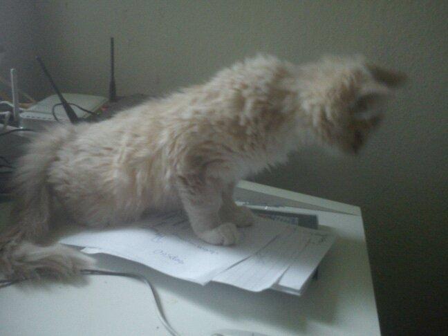 Blanding af racer Tiger (på engelsk) :) - Dengang jeg var killing og nysgerrig  billede 8