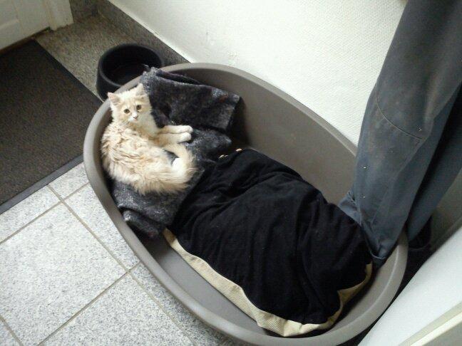 Blanding af racer Tiger (på engelsk) :) - Lille killing, stor kurv billede 9