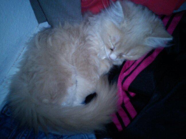 Blanding af racer Tiger (på engelsk) :) - lille træt killing billede 10