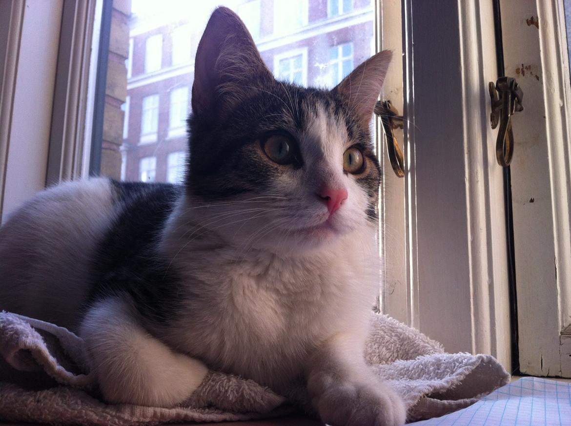 Huskat Kandy - Dejligt billede af en dejlig kat<33 billede 5