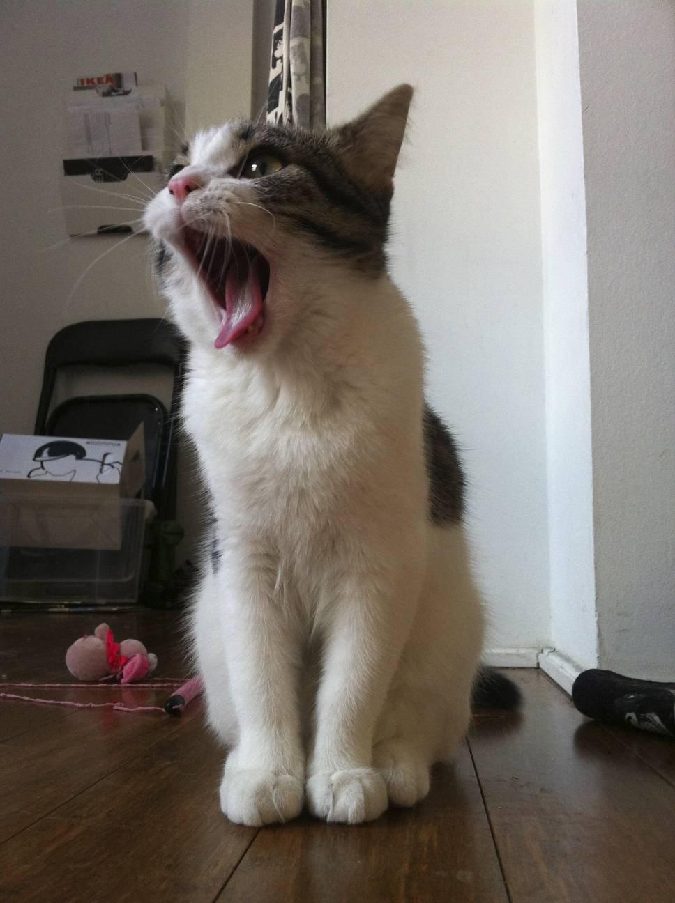 Huskat Kandy - Gaaab..<3 billede 6