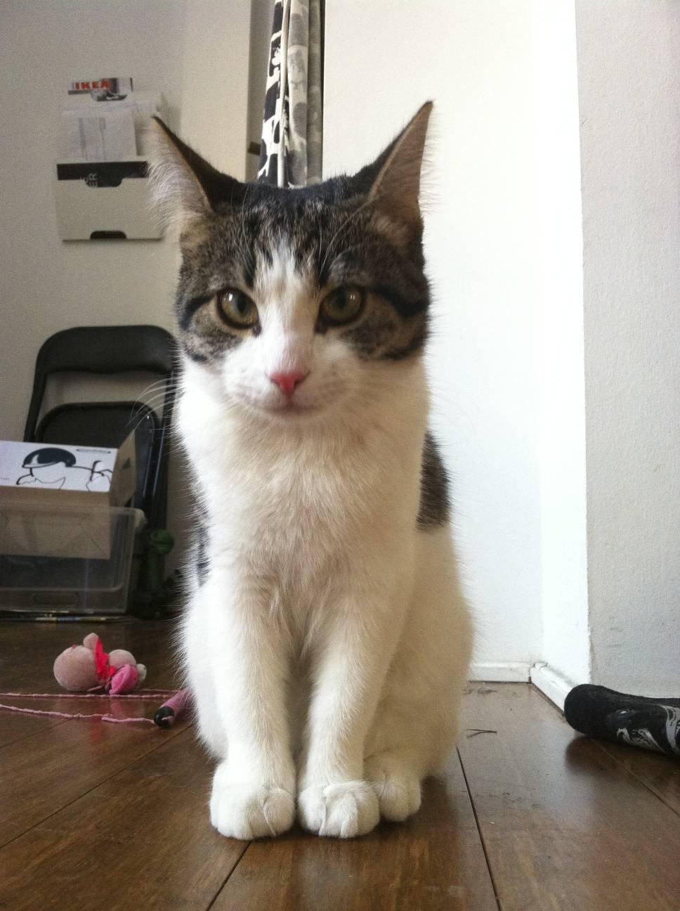 Huskat Kandy - Crazy face..
-Love ya girl!!<33 billede 7