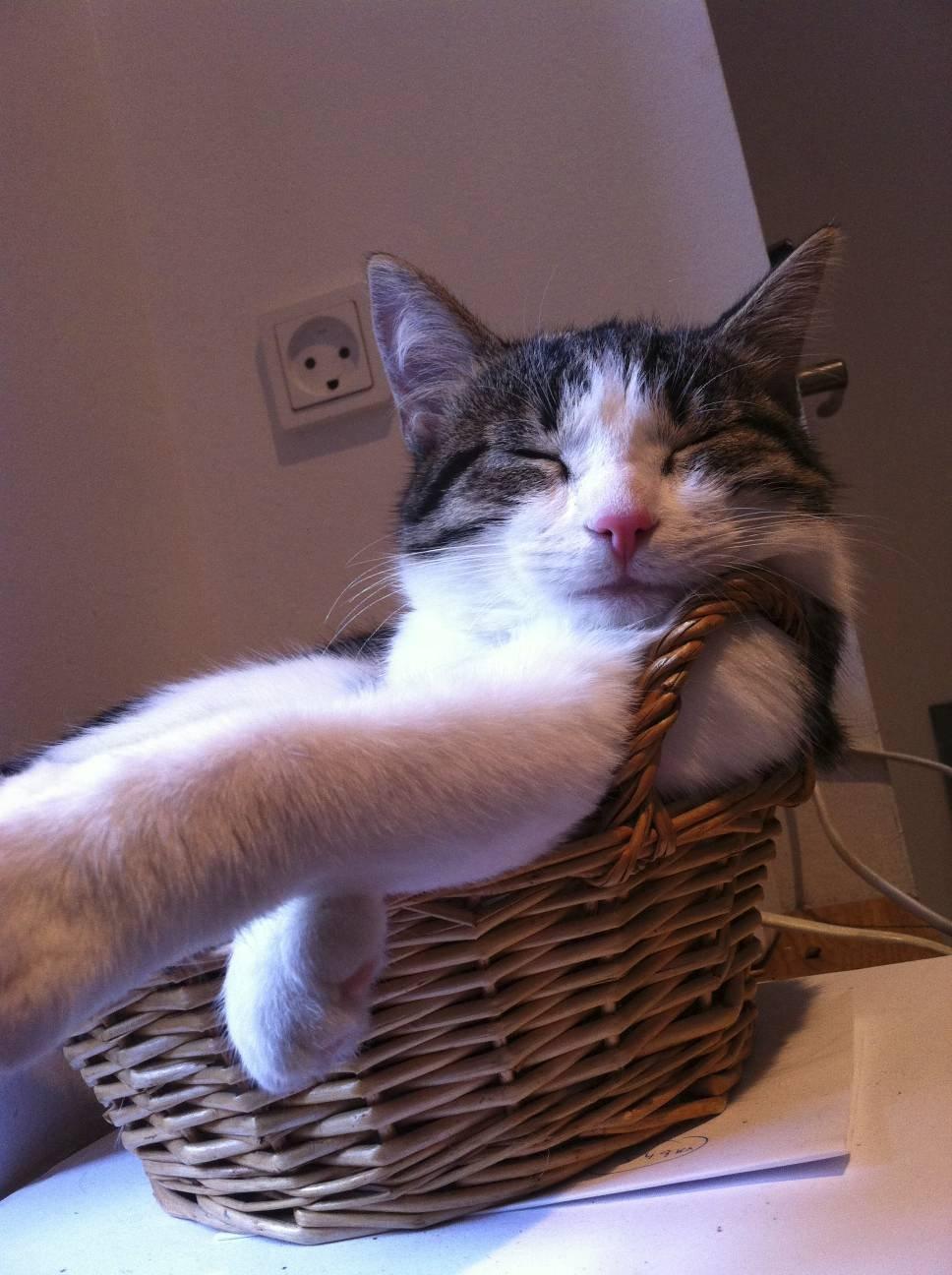 Huskat Kandy - Elskede brødkurv.. xD<3 billede 13