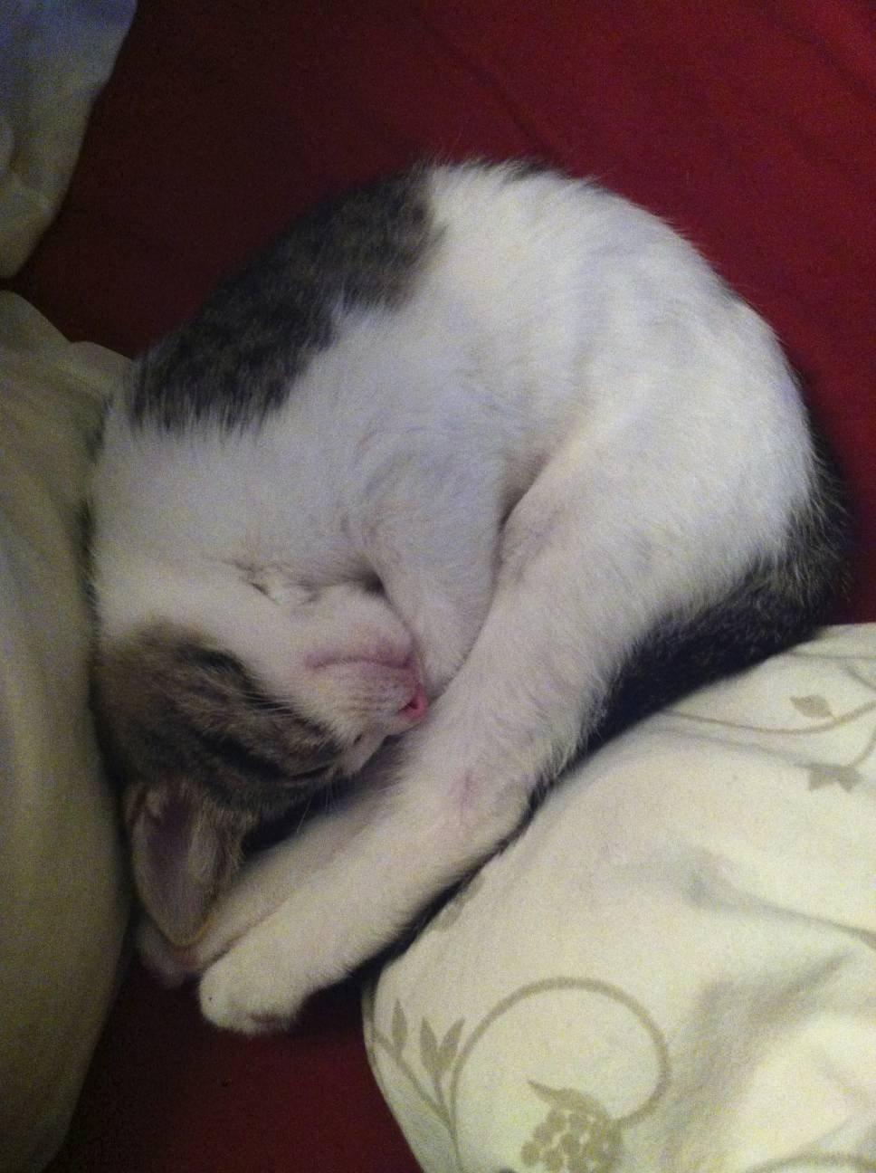 Huskat Kandy - Kandys underlige sovestillinger..<3 billede 16