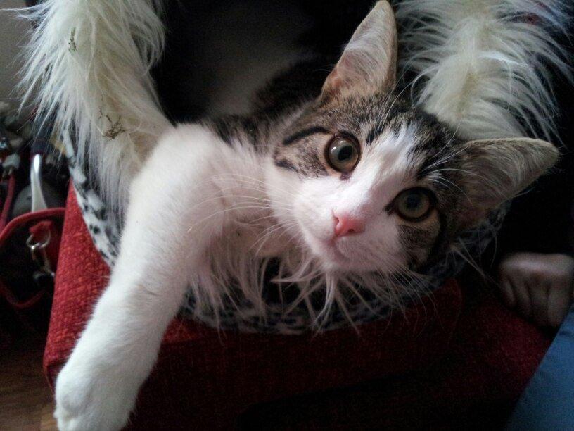 Huskat Kandy - Fotograf: Patricia billede 14