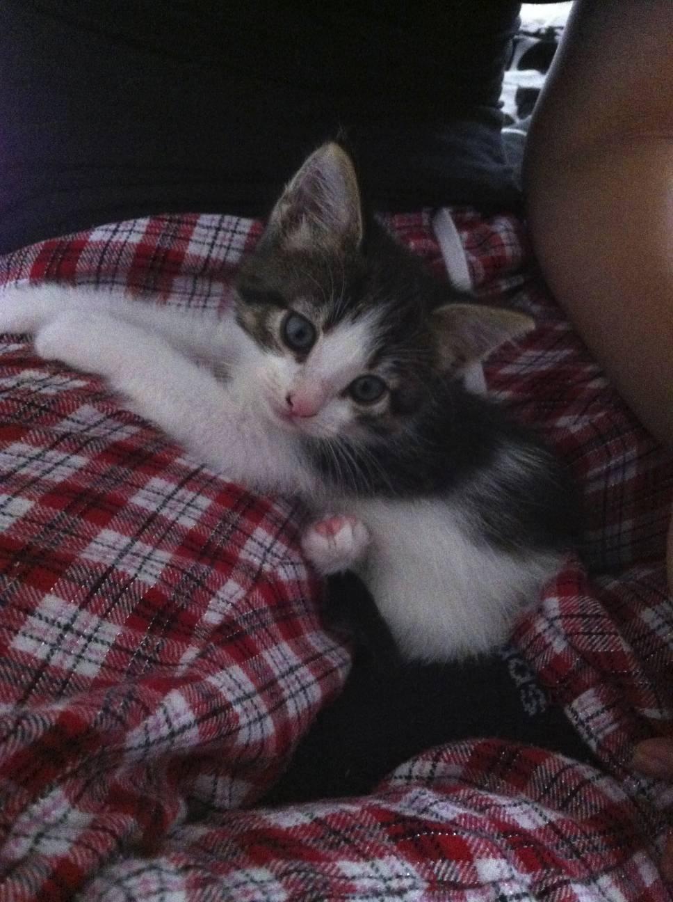 Huskat Kandy - Første gang jeg mødte Kandy<3 billede 20