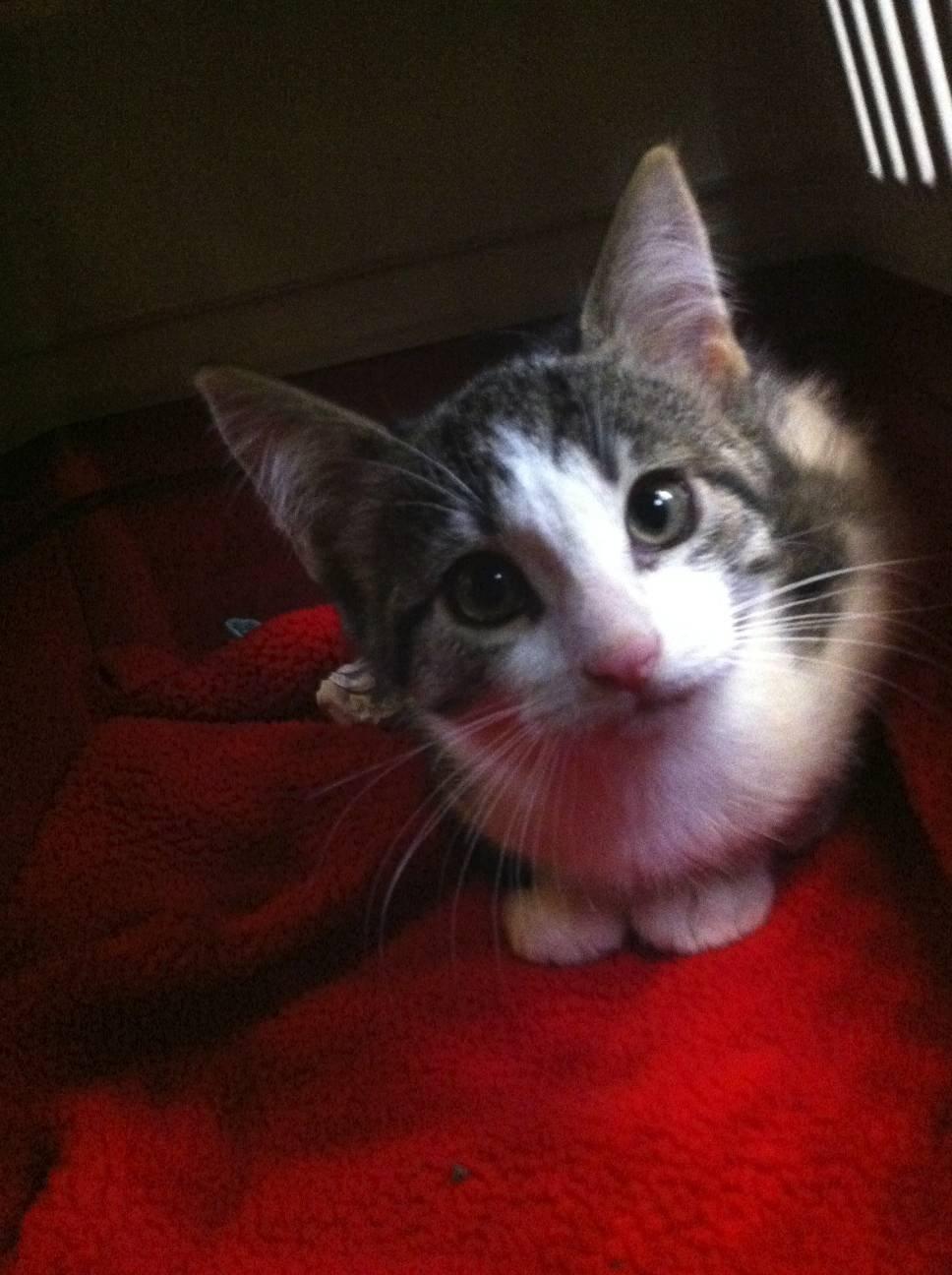 Huskat Kandy - Togturen fra Jylland. Der var meget hyl fra dig men du klarede det skath..<3 Alle synes også du var så søød.. billede 19