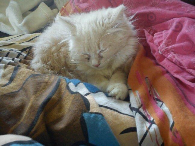 Blanding af racer Tiger (på engelsk) :) - træt killing billede 11