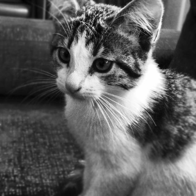 Huskat Kandy - Lille Kandy er hun stadig selvom hun er vokset meget siden..<3 billede 17