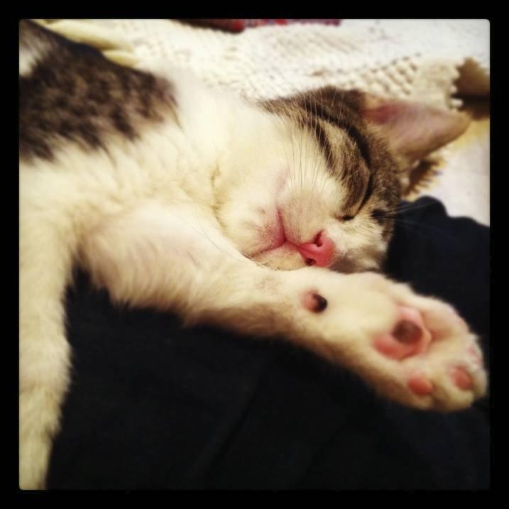 Huskat Kandy - Første møde med mine veninder.. Puuh.. der var mange at lege med.. <3 billede 18