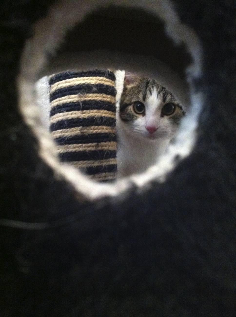 Huskat Kandy - Dejlige Kandy<3 billede 15