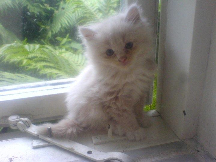 Blanding af racer Tiger (på engelsk) :) - Da jeg var 6 uer gammel. Billedet blev taget, da mor og far var nede og vælge mellem mig og mine søskende  billede 12