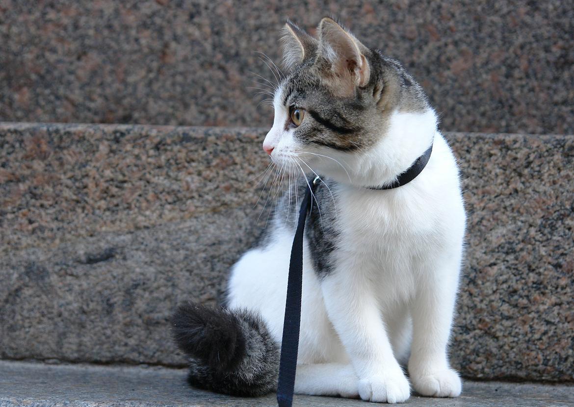 Huskat Kandy - Kandy på gaden<3 billede 8