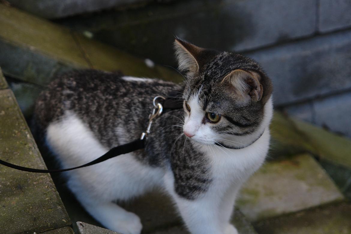 Huskat Kandy - På gaden<3 billede 9