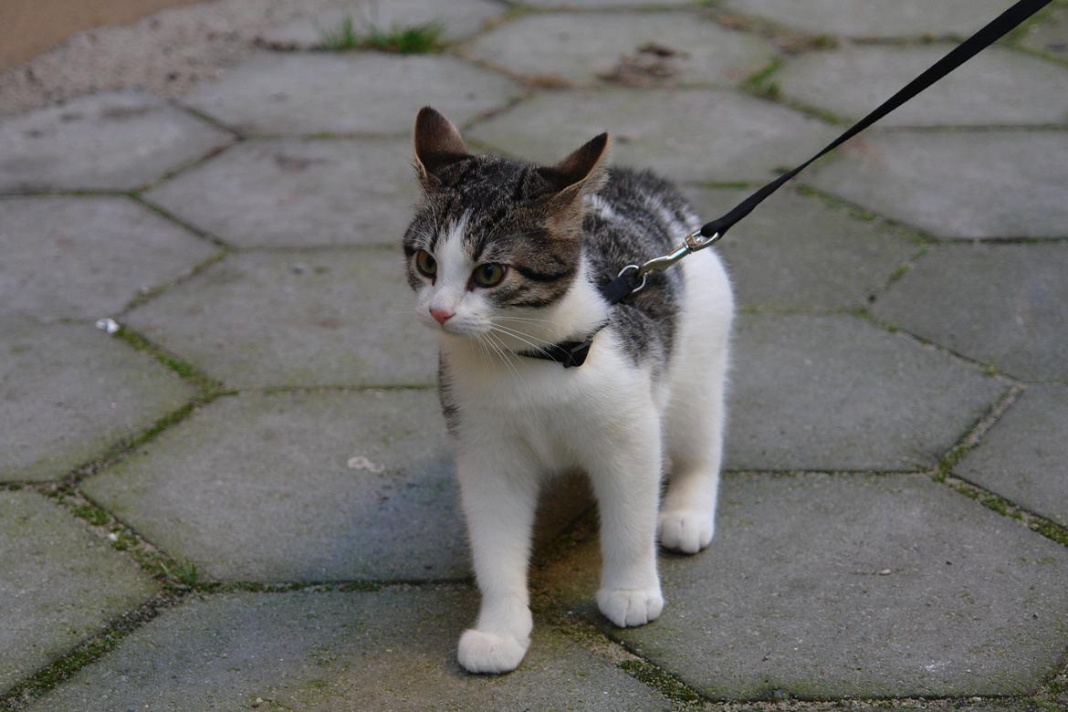 Huskat Kandy - "Ugleørerne" <3 billede 11