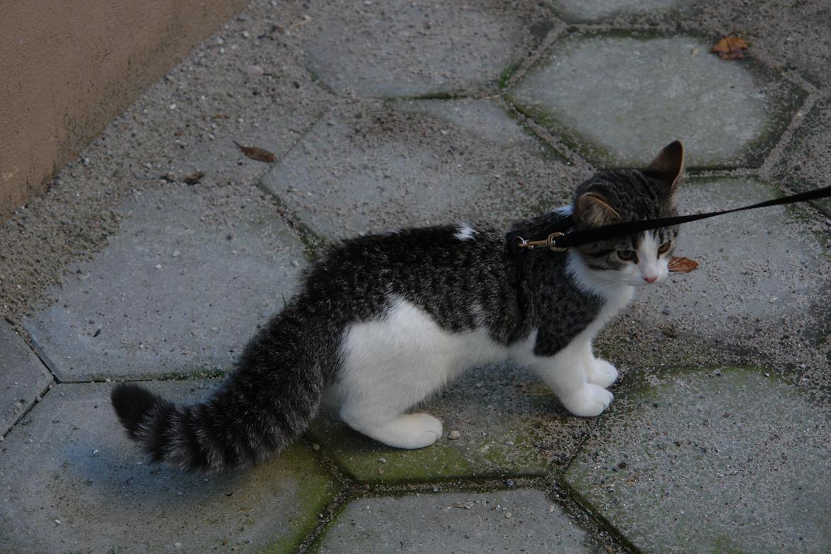 Huskat Kandy - Okaaay.. Det var alligevel lidt skræmmende!!<3 billede 12