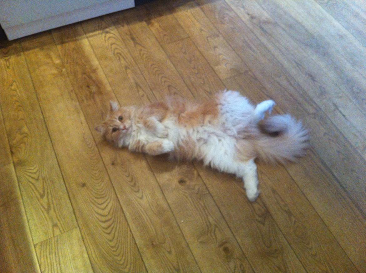 Blanding af racer Tiger (på engelsk) :) - En helt almindelig afslapnings dag  billede 13