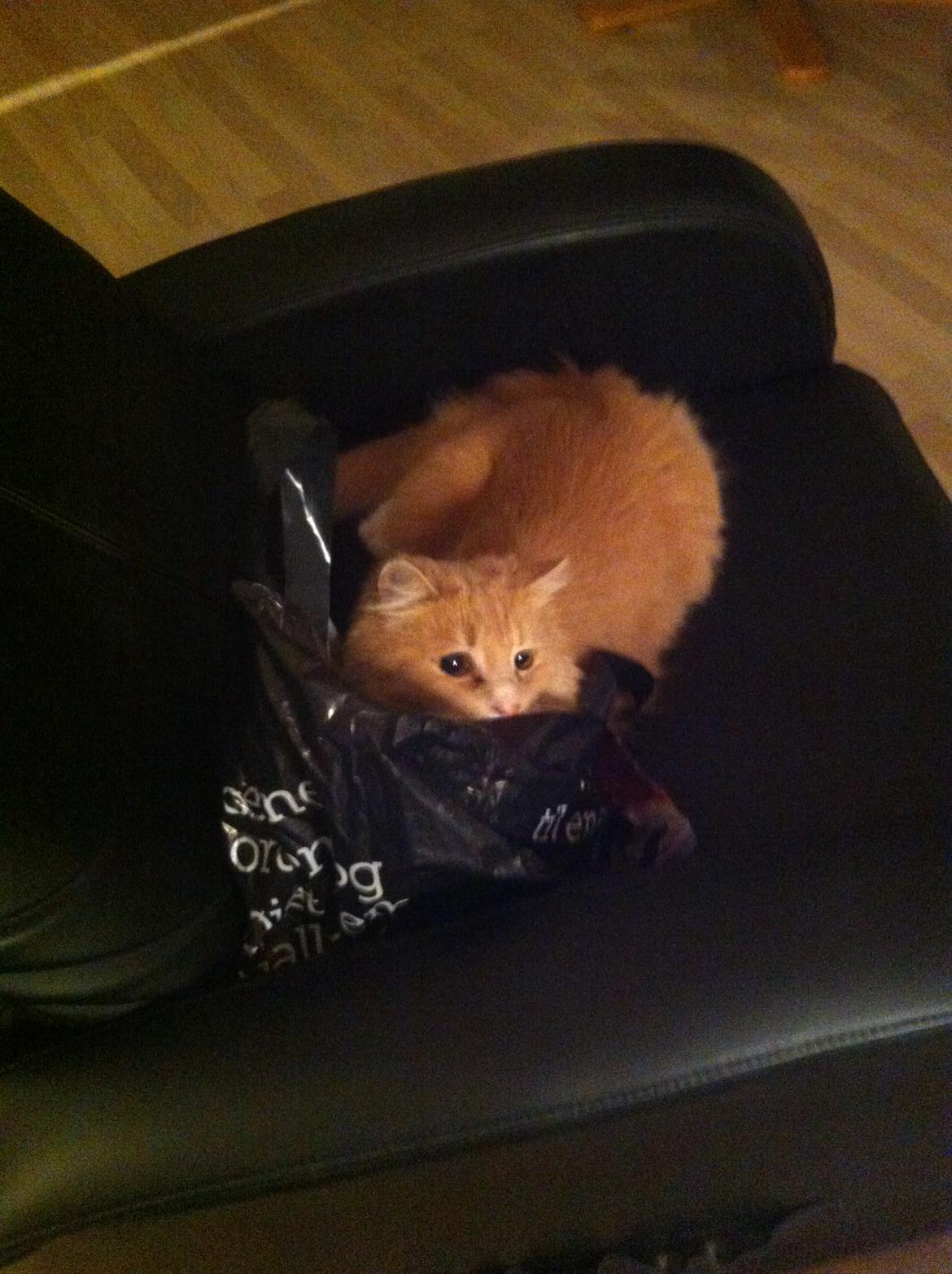 Blanding af racer Tiger (på engelsk) :) - Dejlig pose billede 15