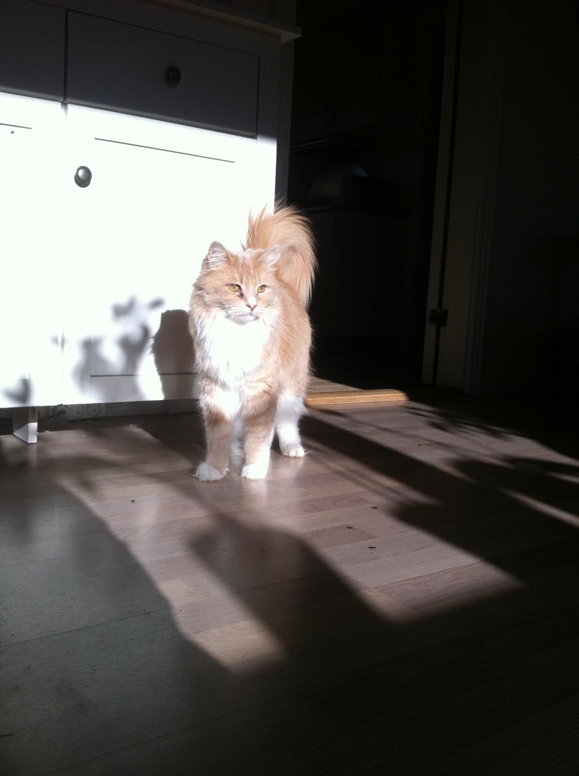 Blanding af racer Tiger (på engelsk) :) - dejlig sol billede 16