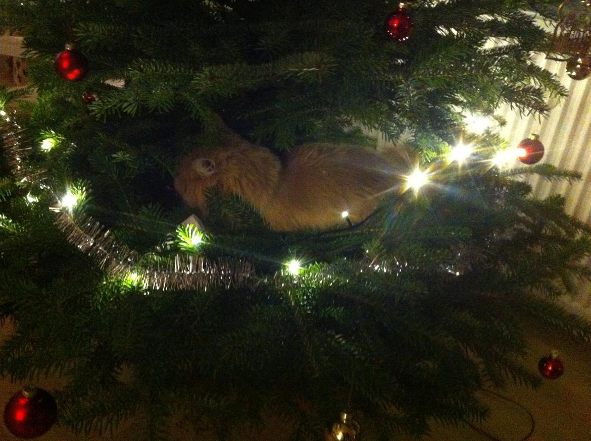 Blanding af racer Tiger (på engelsk) :) - Jeg elsker juletræer der er pyntet  billede 17