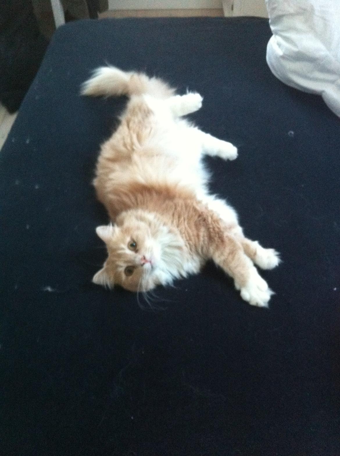 Blanding af racer Tiger (på engelsk) :) - Min plads i sengen billede 18