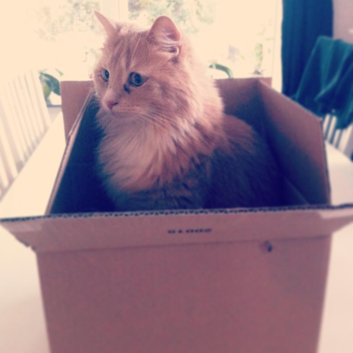 Blanding af racer Tiger (på engelsk) :) - Min dejlige papkasse  billede 19