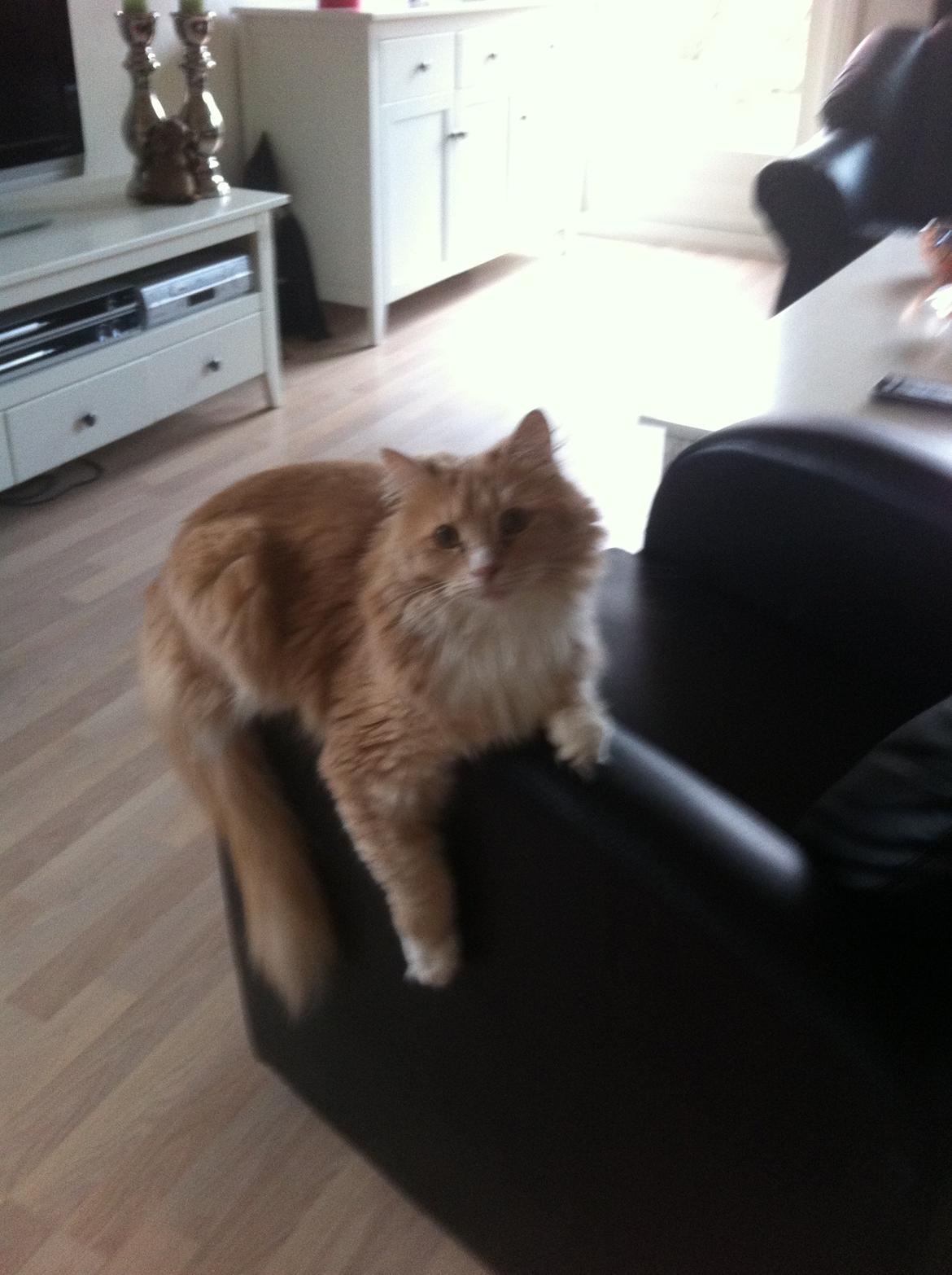 Blanding af racer Tiger (på engelsk) :) - Når jeg slapper af på fars stol  billede 20