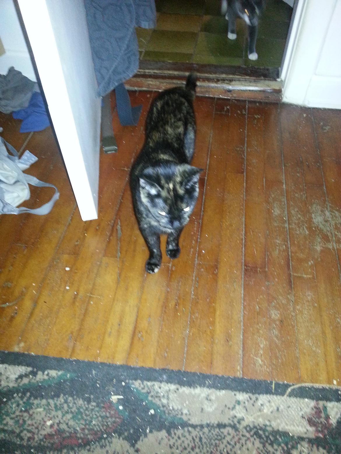 Huskat Hexia de trix billede 11