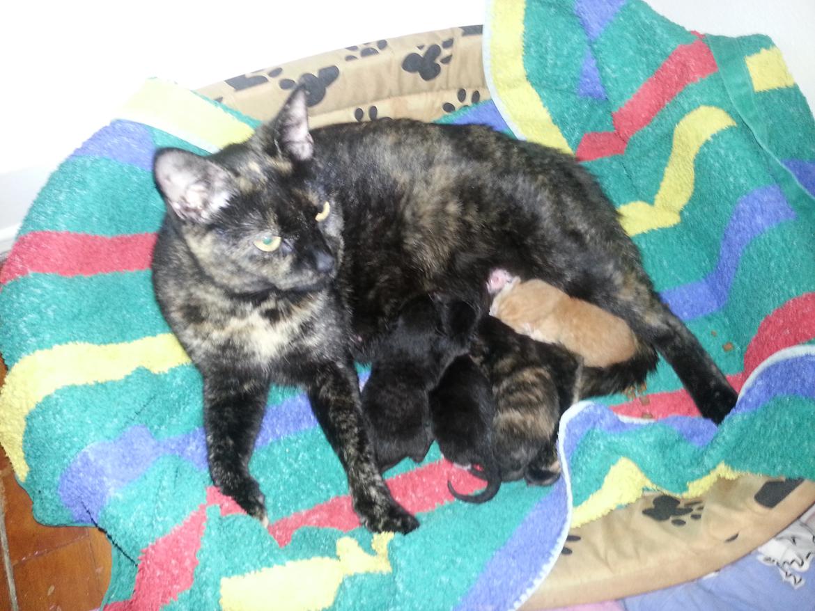 Huskat Hexia de trix billede 12