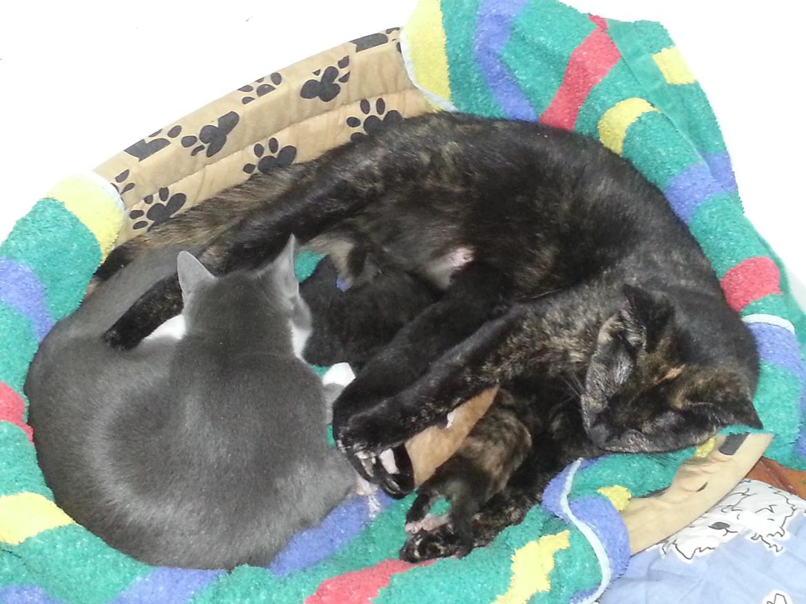 Huskat Hexia de trix billede 14