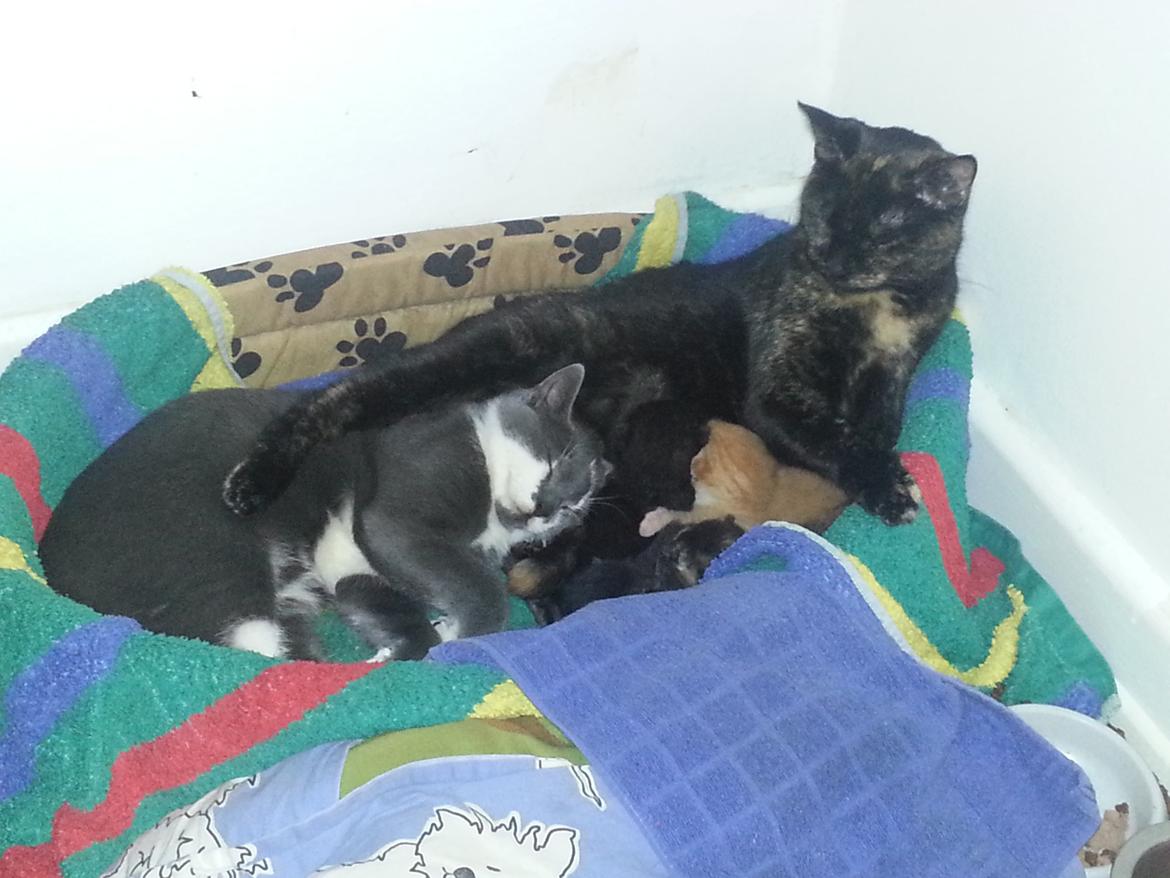 Huskat Hexia de trix billede 15