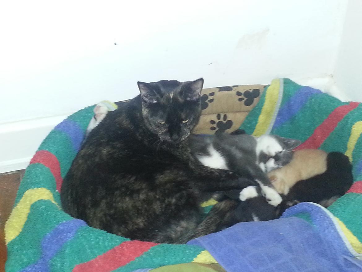 Huskat Hexia de trix billede 16