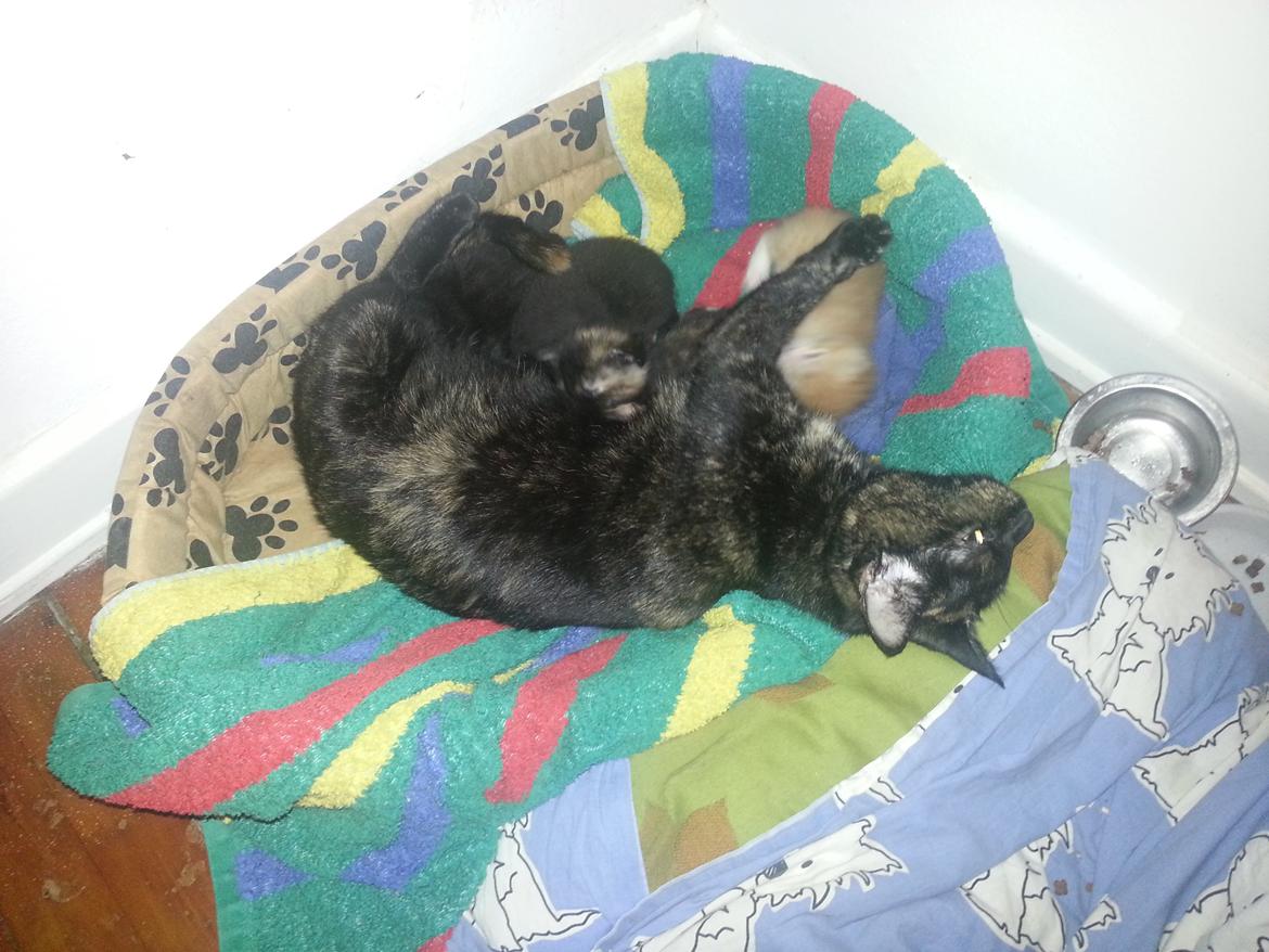 Huskat Hexia de trix billede 17