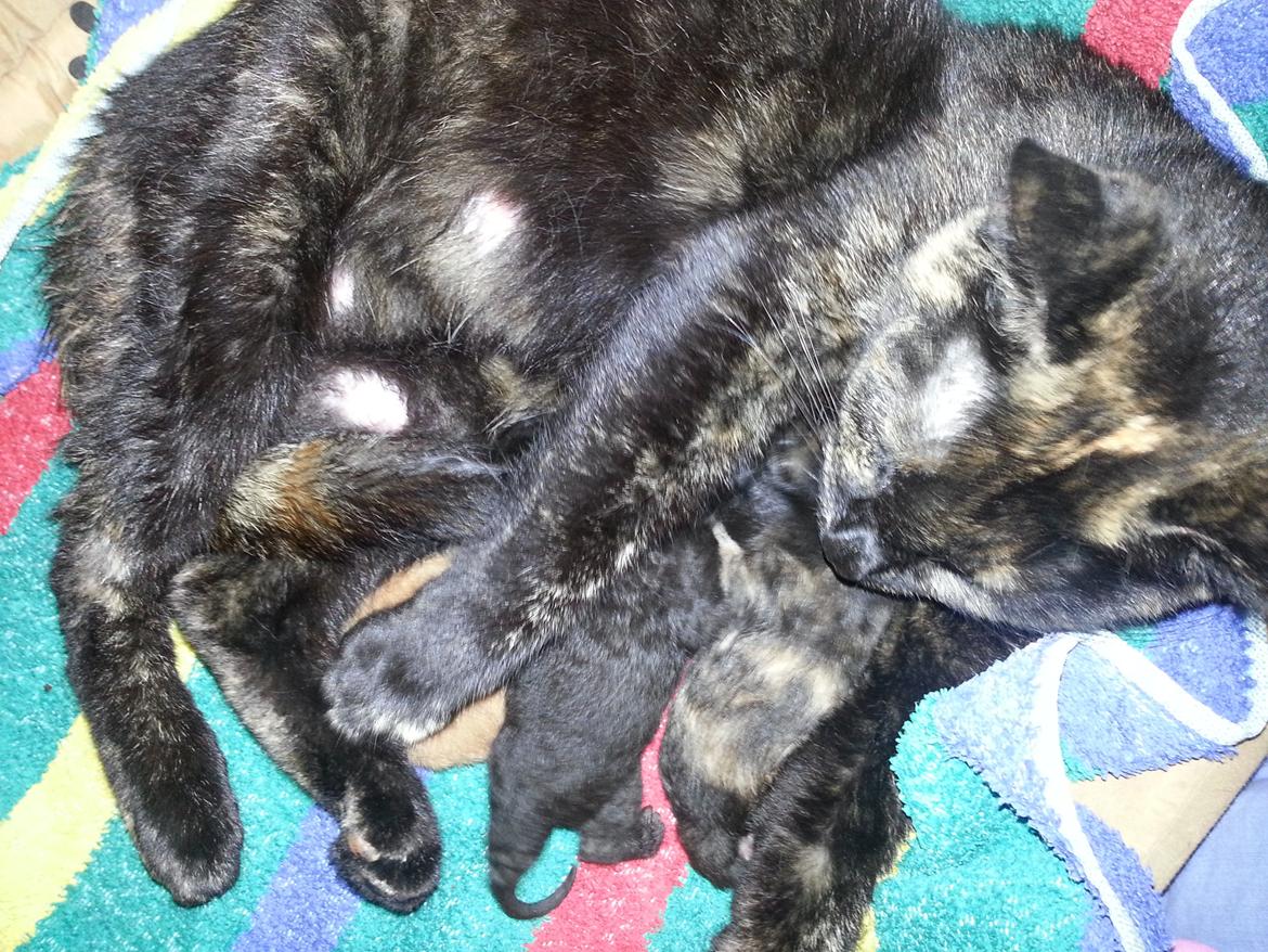 Huskat Hexia de trix billede 18