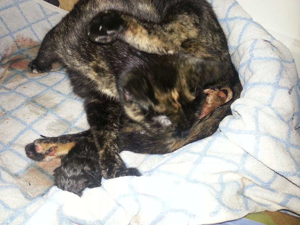 Huskat Hexia de trix billede 19