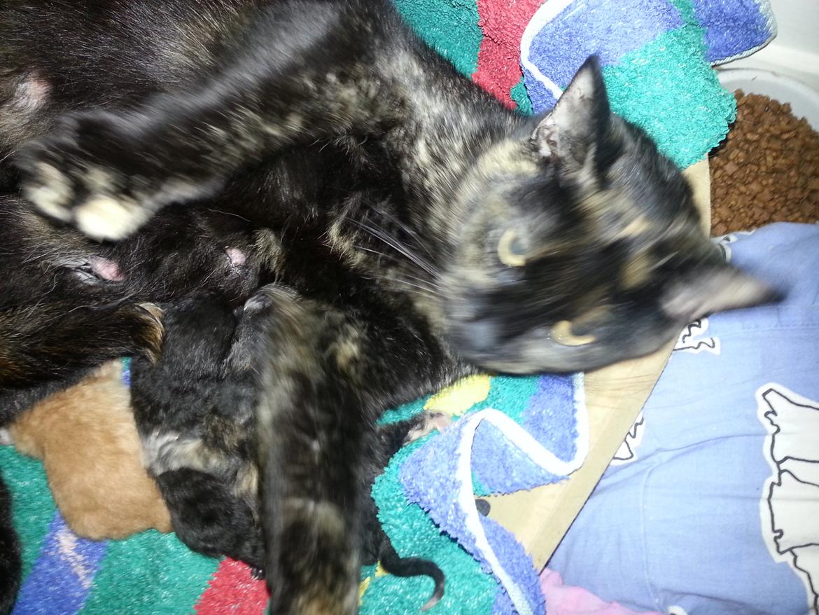 Huskat Hexia de trix billede 20