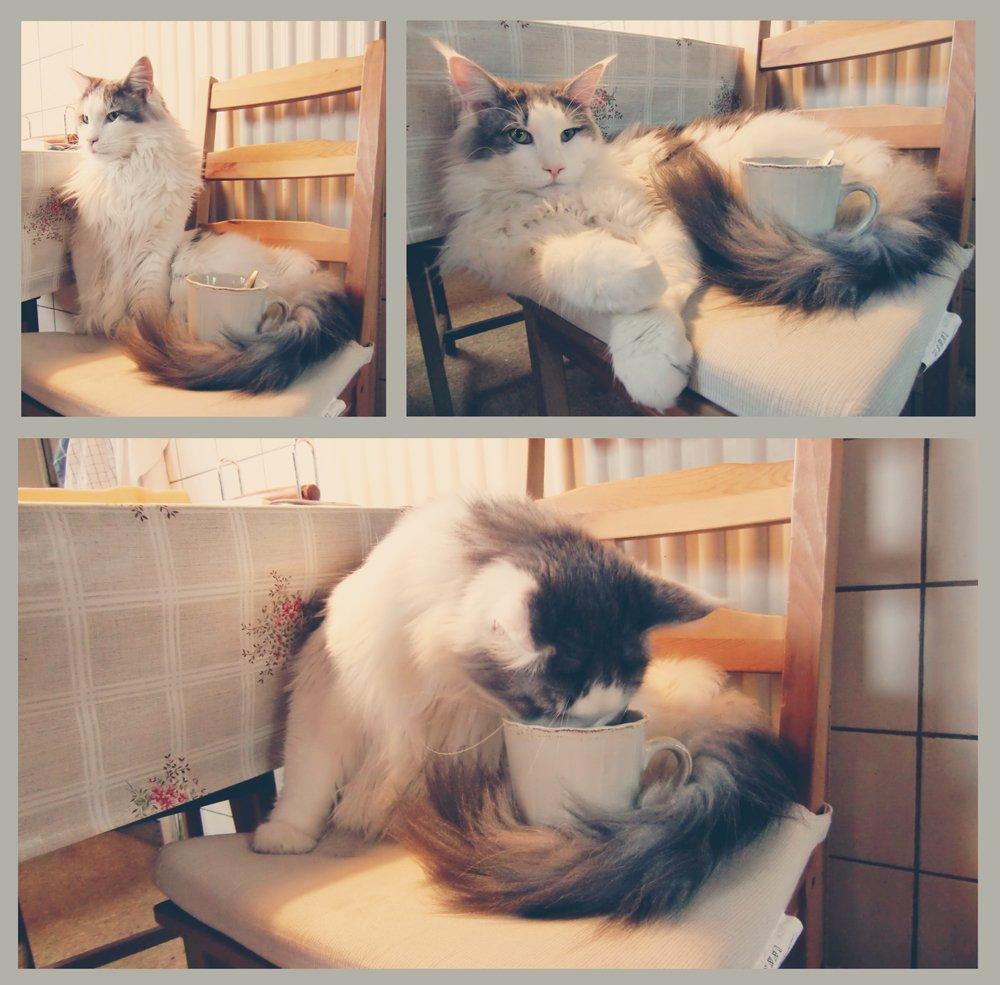 Maine Coon Milkiway - februar 2013 billede 2