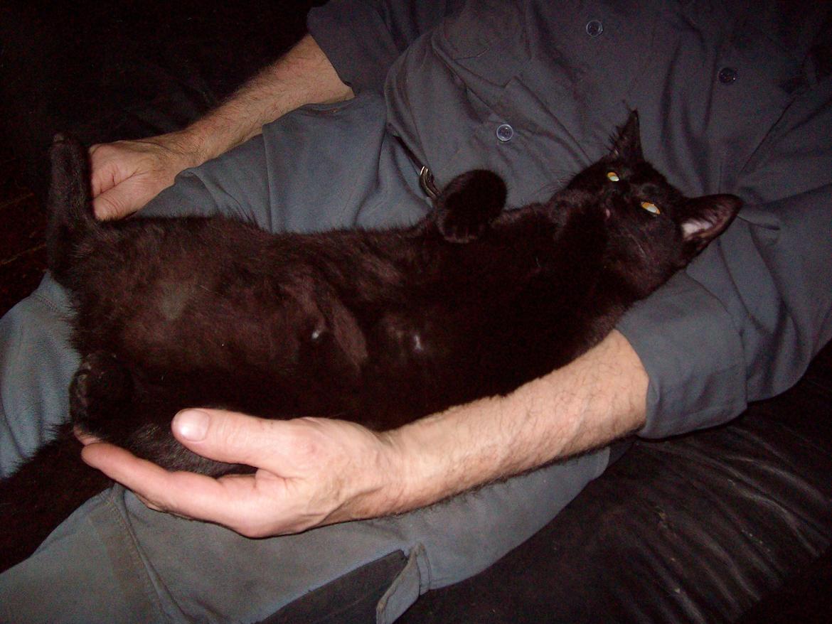 Huskat Blacki billede 19