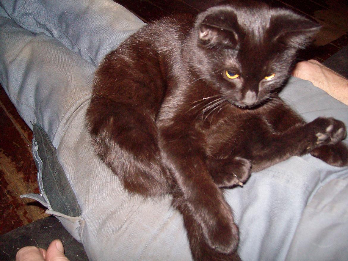 Huskat Blacki billede 20