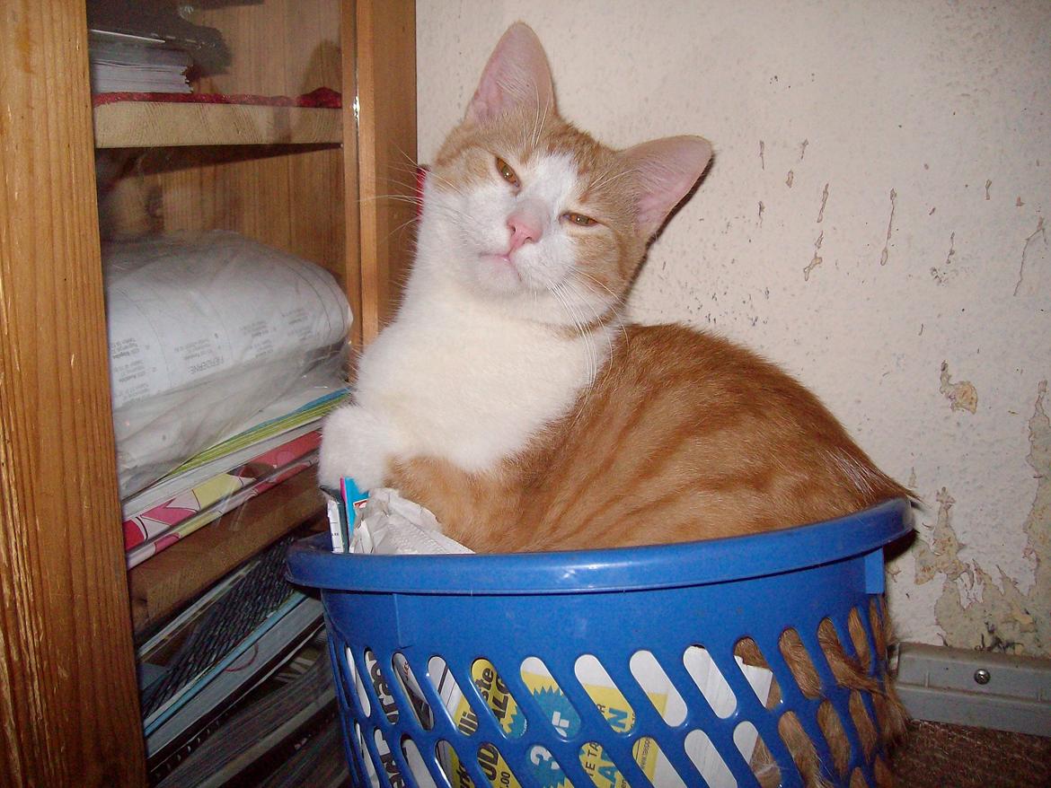 Huskat Jordbær - Dejlige Jordbær  billede 1