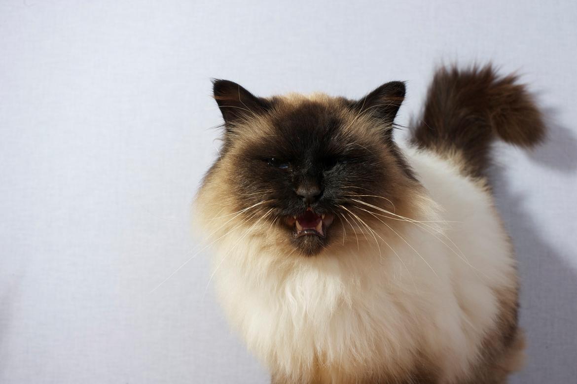 Hellig Birma Wyvern Song Hio - Smuksak Wyvern til fotoshoot billede 1