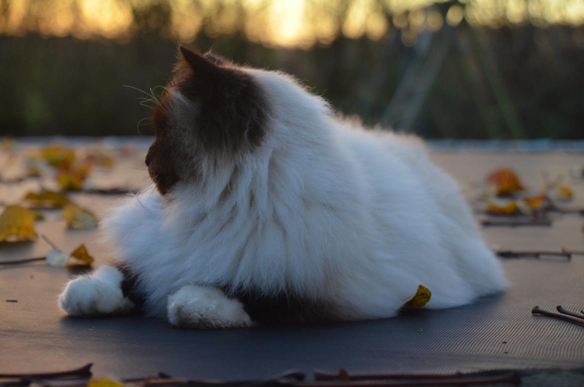 Hellig Birma Wyvern Song Hio billede 4