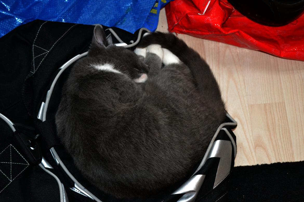 Blanding af racer Sif billede 1