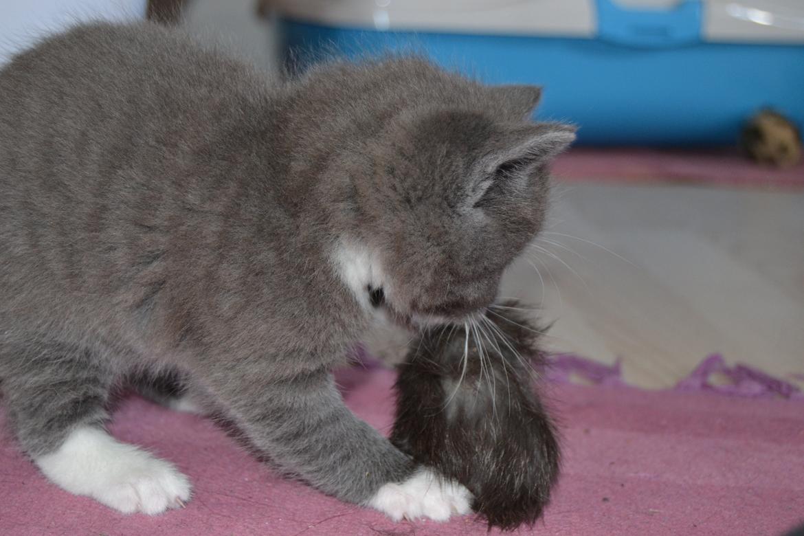 Blanding af racer Sif billede 2