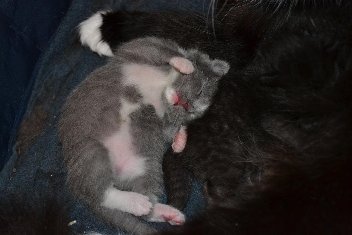 Blanding af racer Sif billede 3