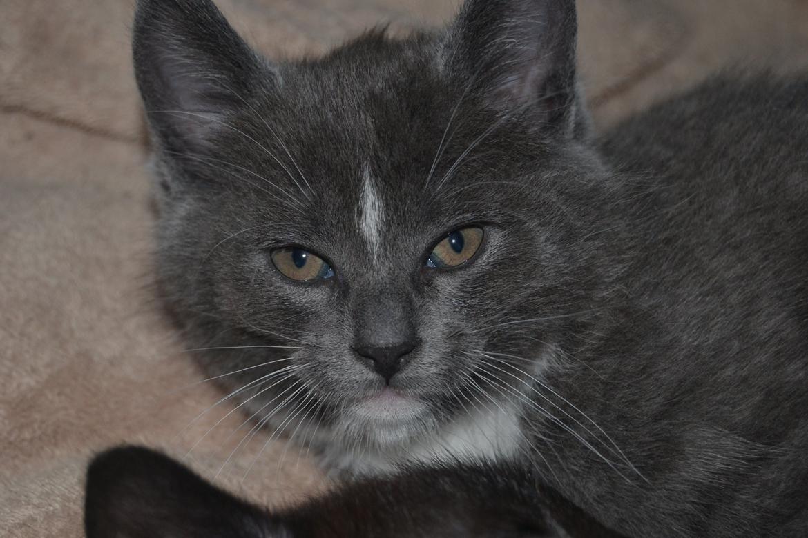 Blanding af racer Sif billede 4