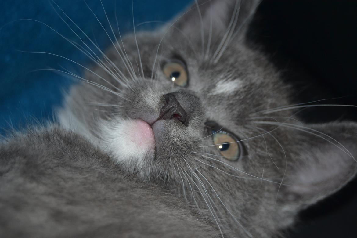 Blanding af racer Sif billede 5